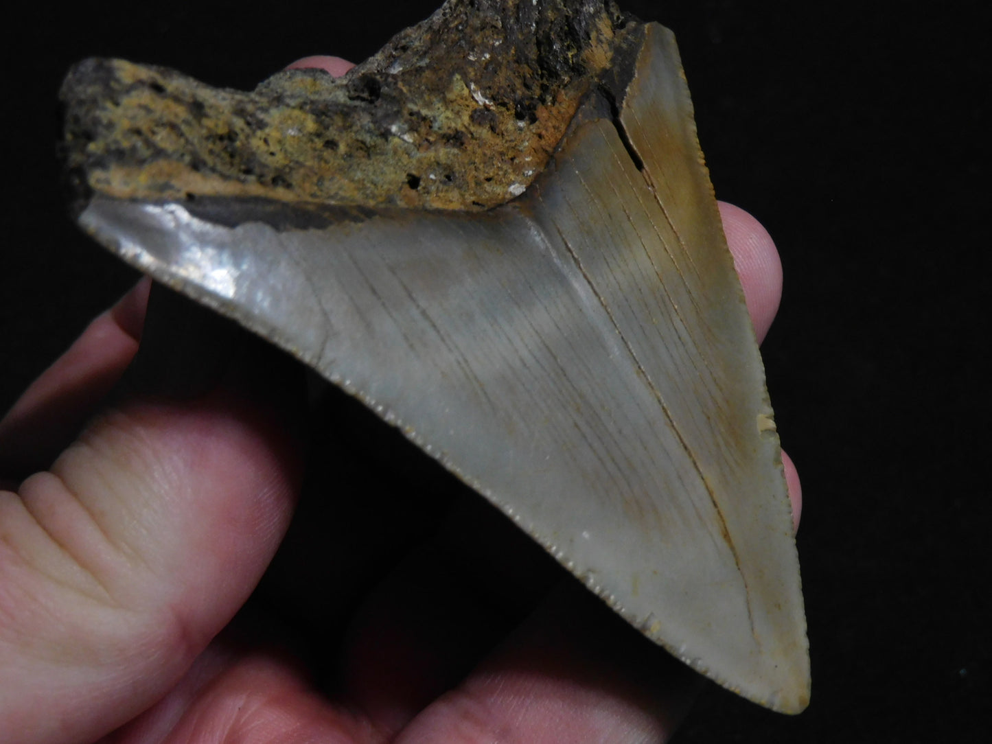 3.4 inch Megalodon Tooth