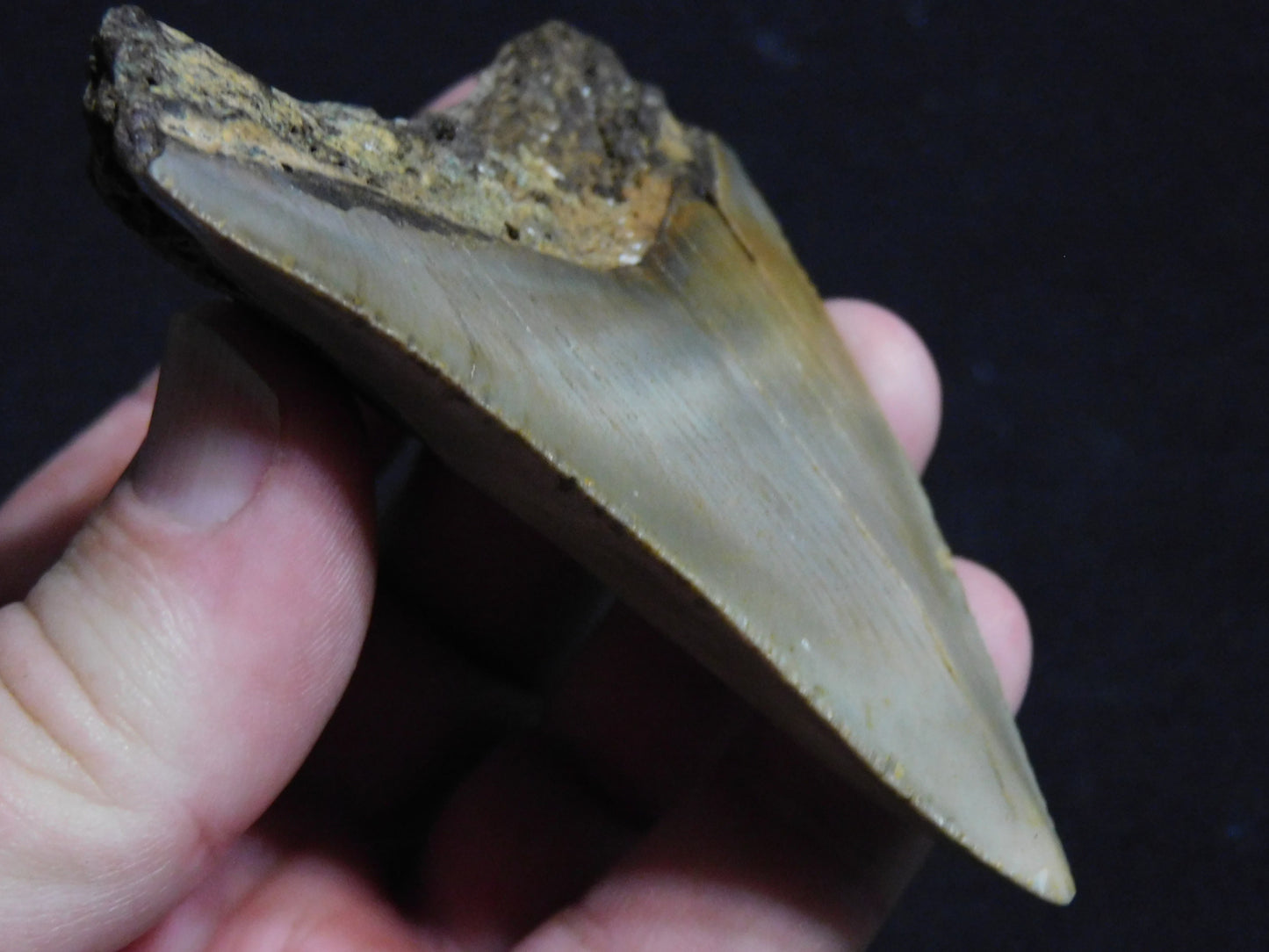 3.4 inch Megalodon Tooth