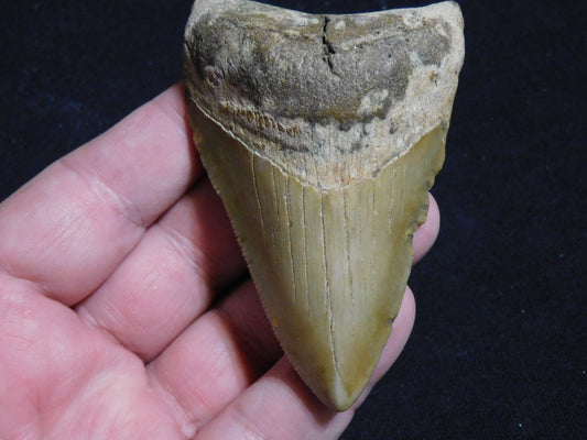 3.7 inch Megalodon Tooth