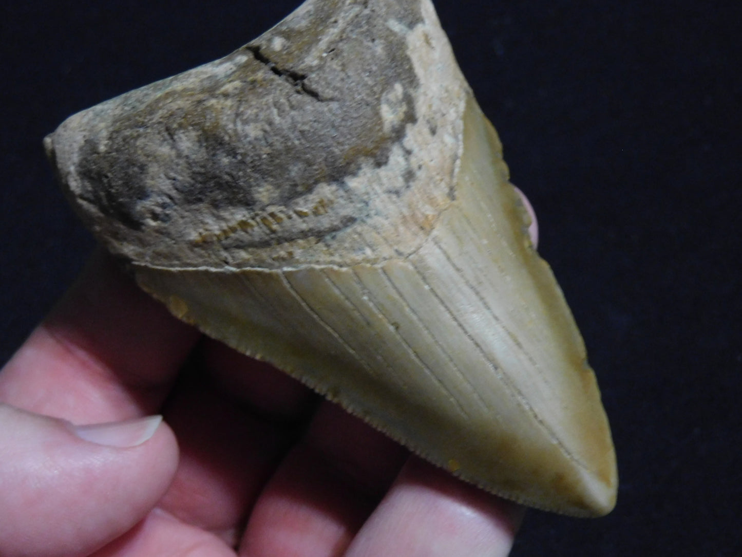 3.7 inch Megalodon Tooth