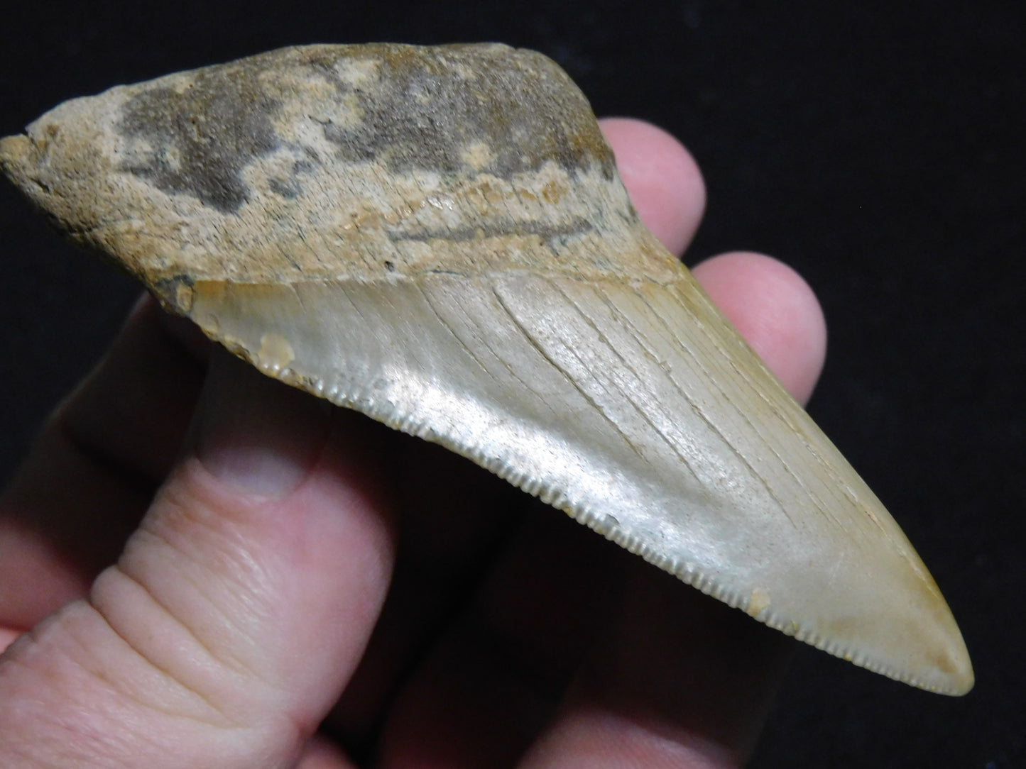 3.7 inch Megalodon Tooth