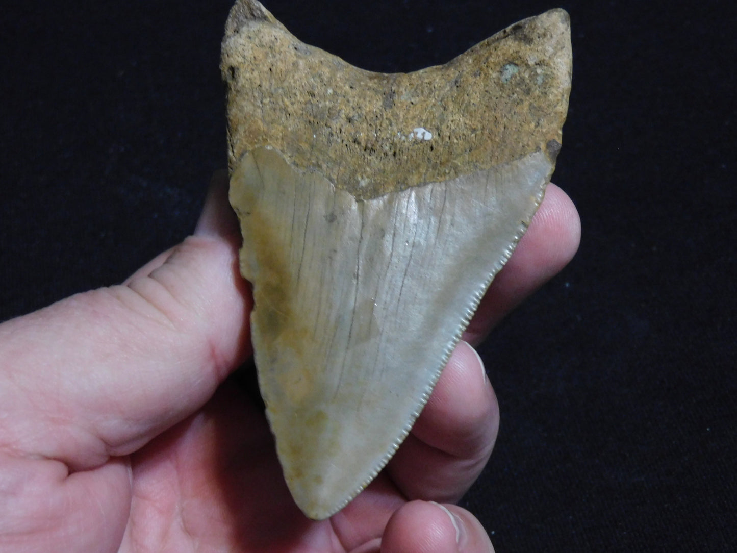 3.7 inch Megalodon Tooth