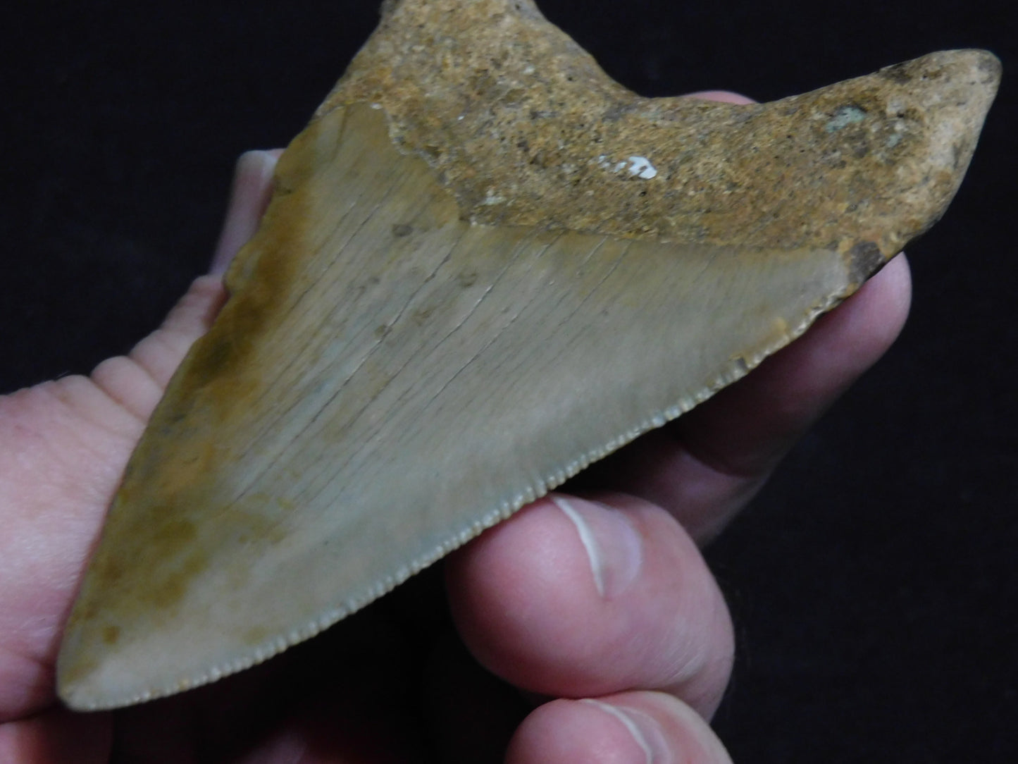 3.7 inch Megalodon Tooth