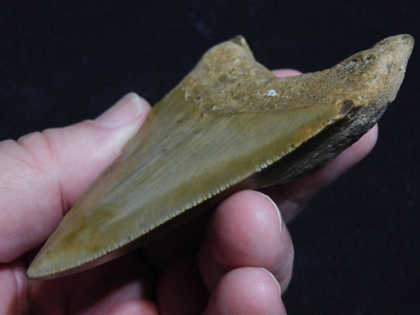 3.7 inch Megalodon Tooth