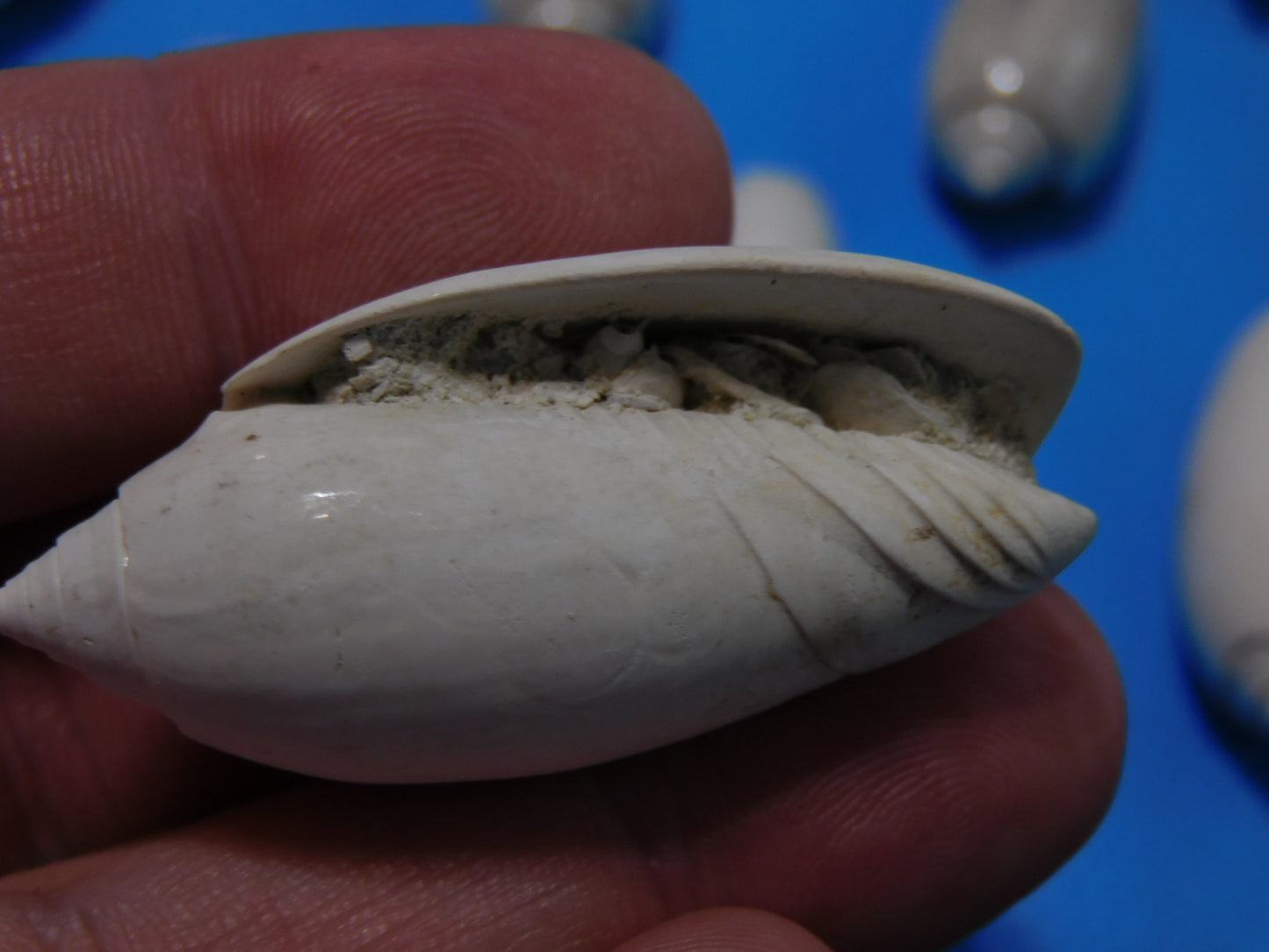 Fossilized olive Shells