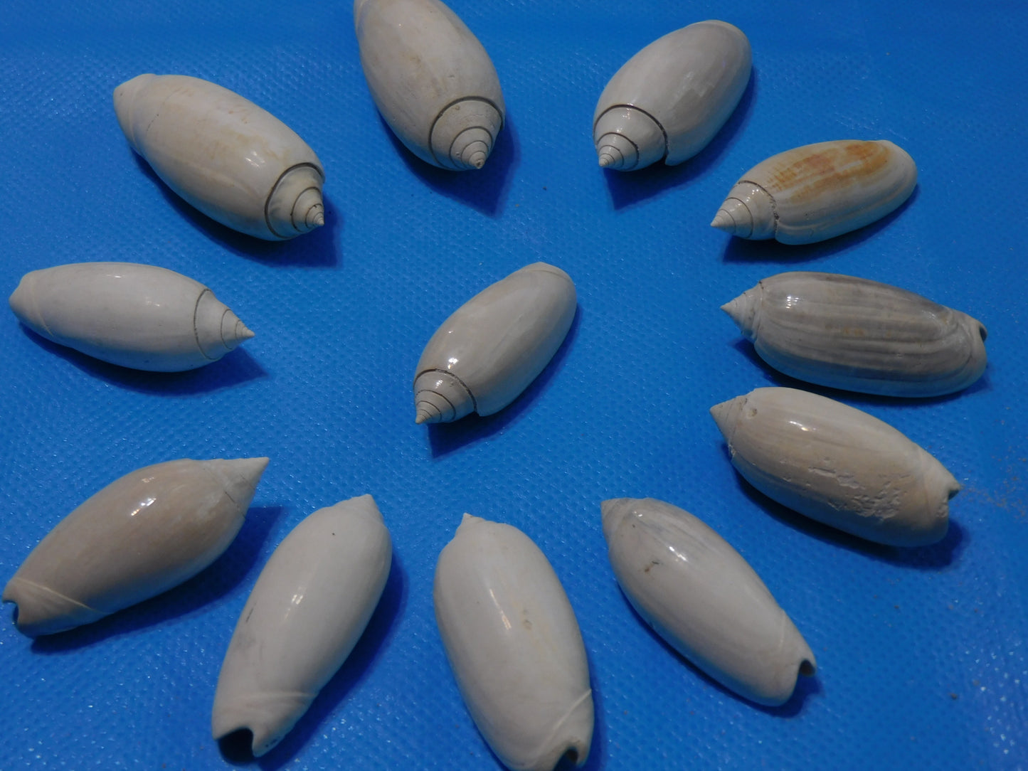 Fossilized olive Shells