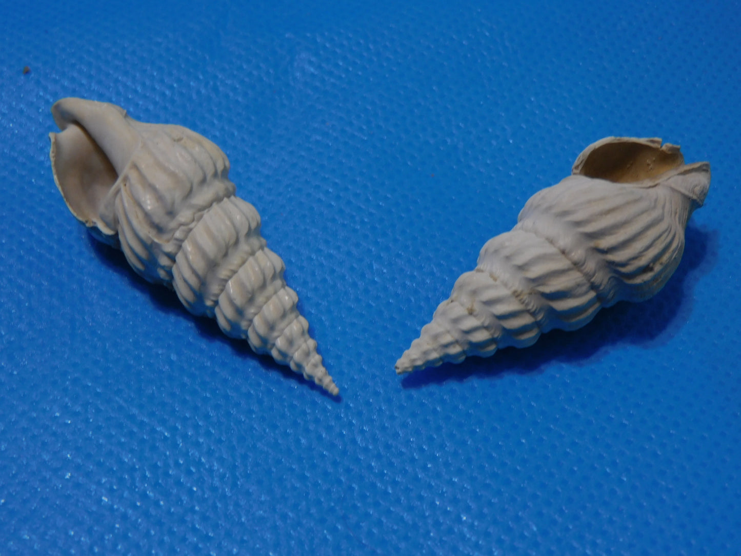 Fossilized Southern Arrow - Pyrazisinus Scalatus Shells