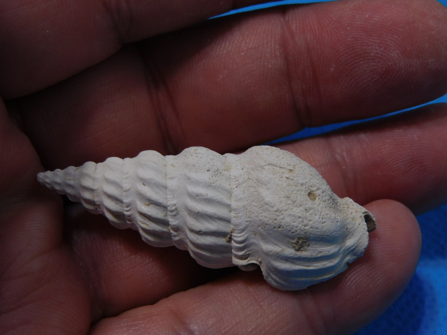 Fossilized Southern Arrow - Pyrazisinus Scalatus Shells