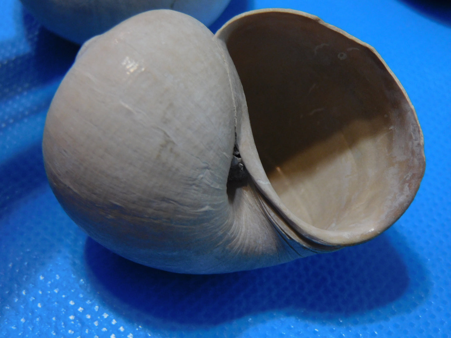 Fossilized Shark Eye Shells