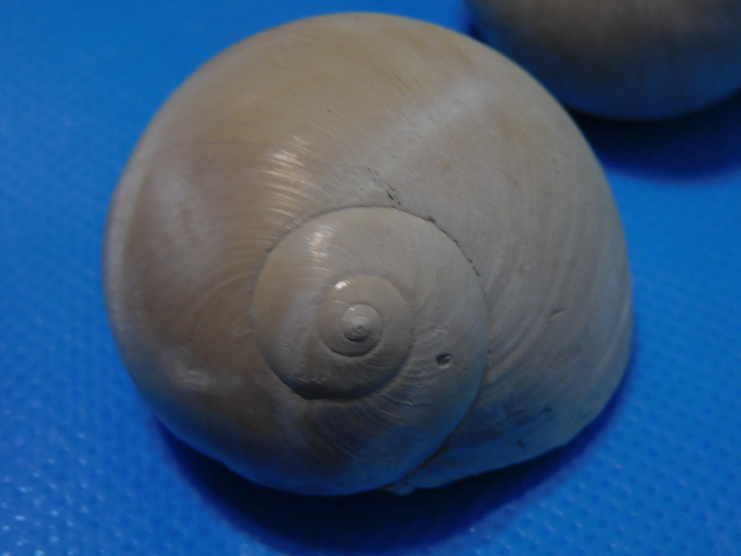 Fossilized Shark Eye Shells