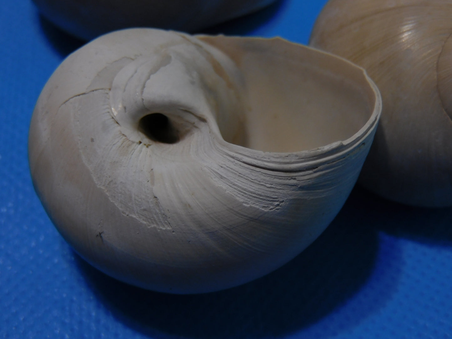 Fossilized Shark Eye Shells