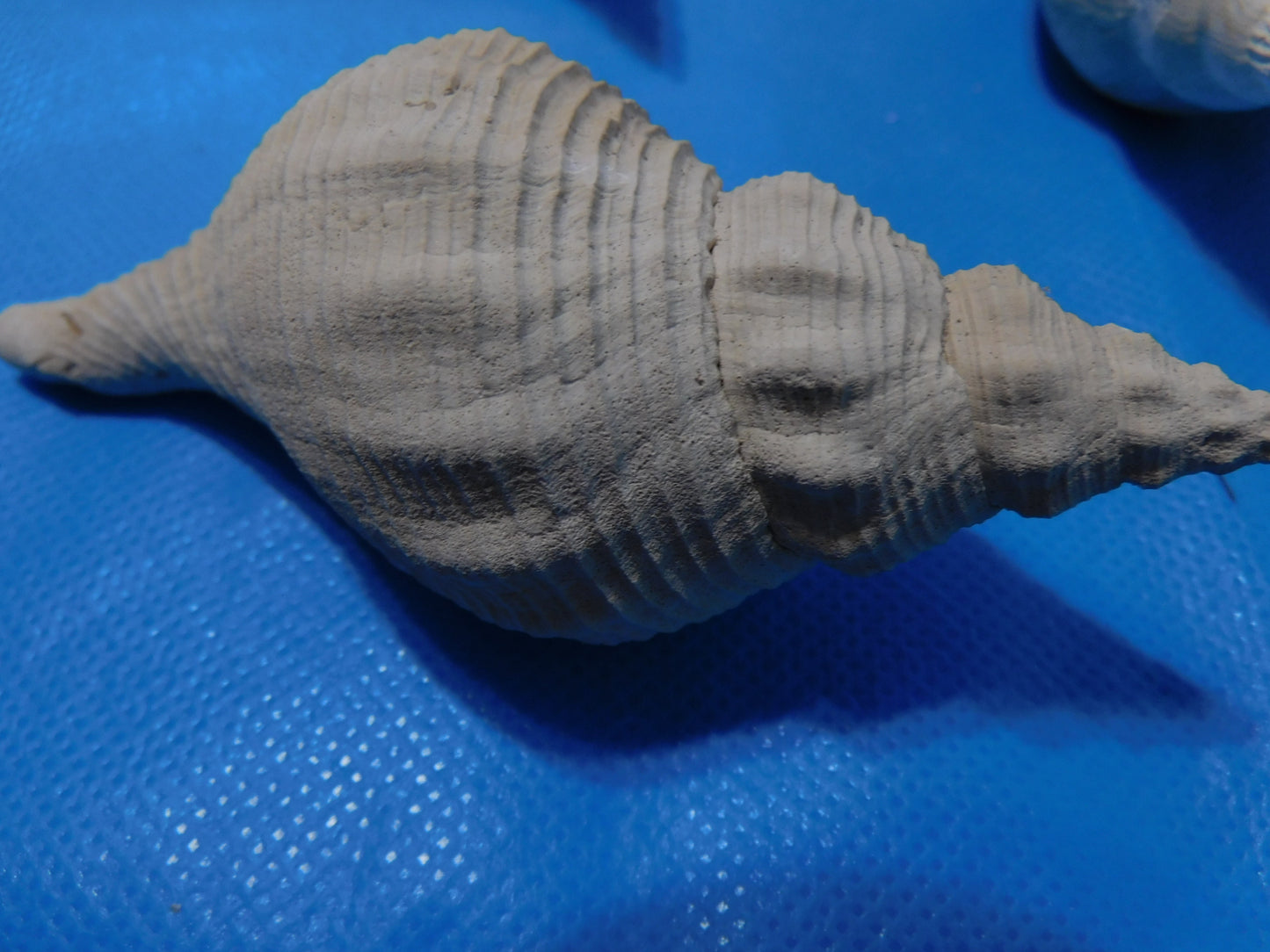 Fossilized Large Spindle Shells