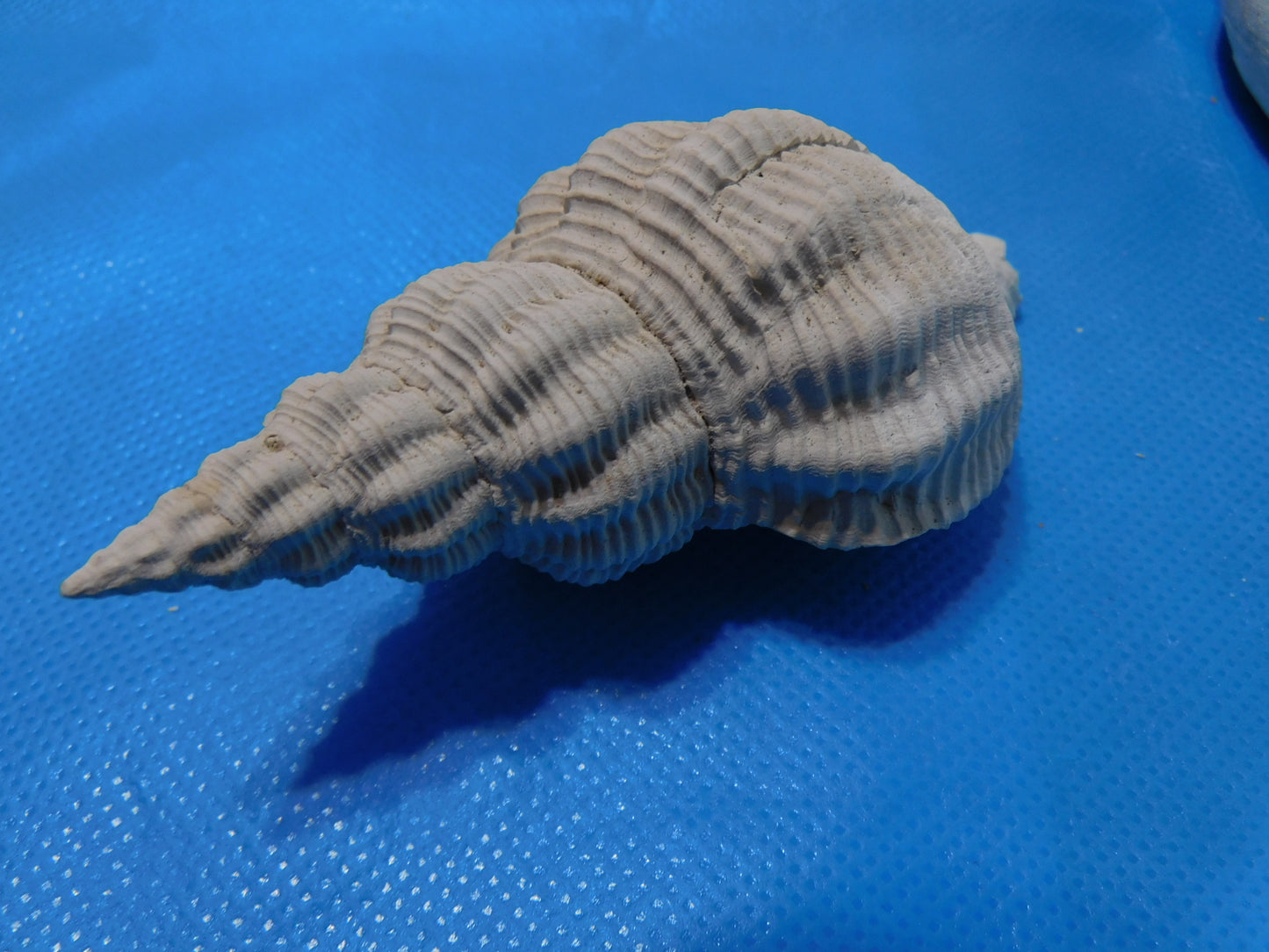 Fossilized Large Spindle Shells
