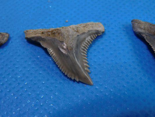 Half inch to One Inch  Hemipristis Shark Tooth