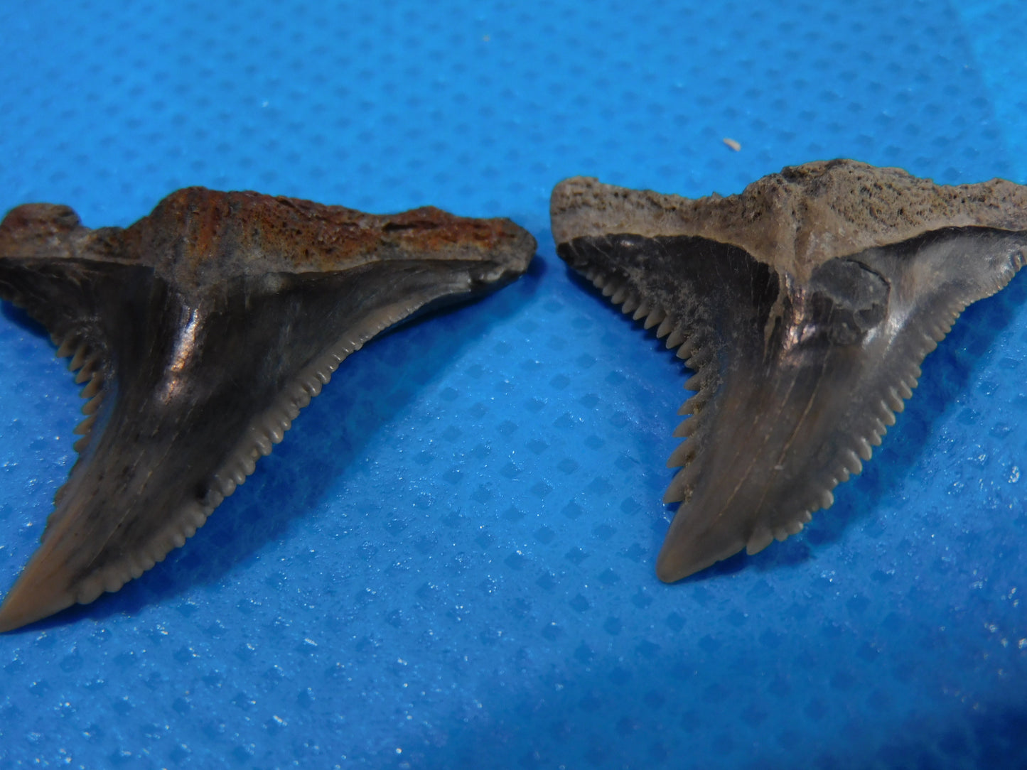 Half inch to One Inch  Hemipristis Shark Tooth