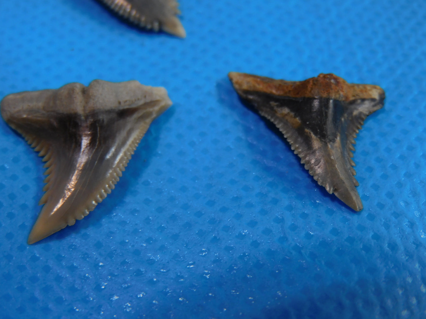 Half inch to One Inch  Hemipristis Shark Tooth