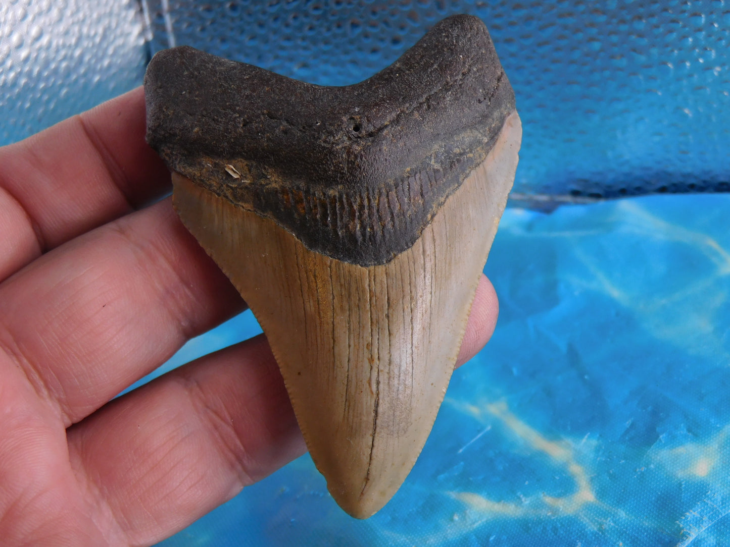 3.5 inch Megalodon Tooth