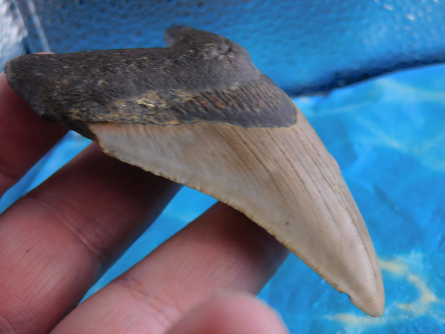 3.5 inch Megalodon Tooth