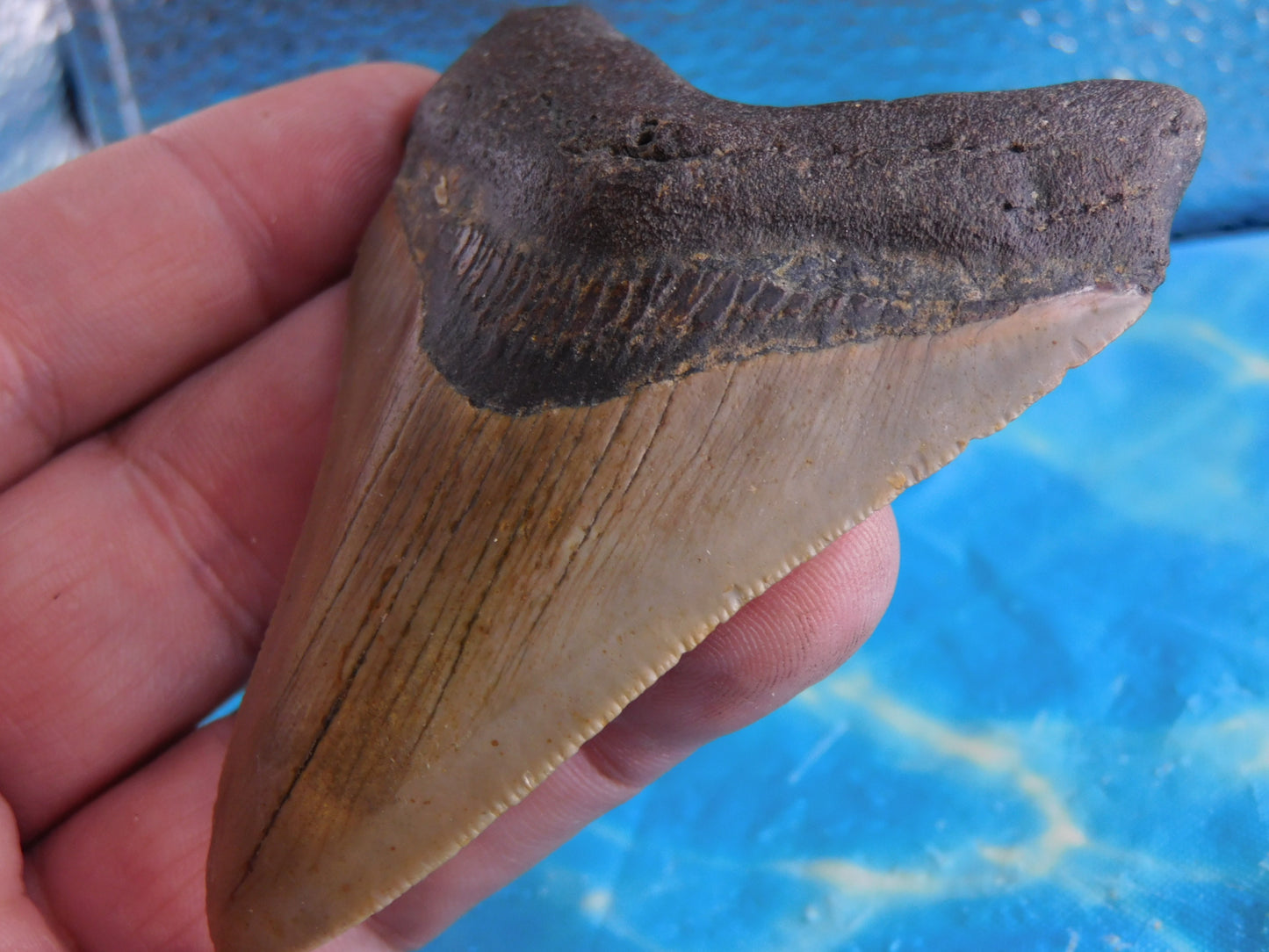 3.5 inch Megalodon Tooth