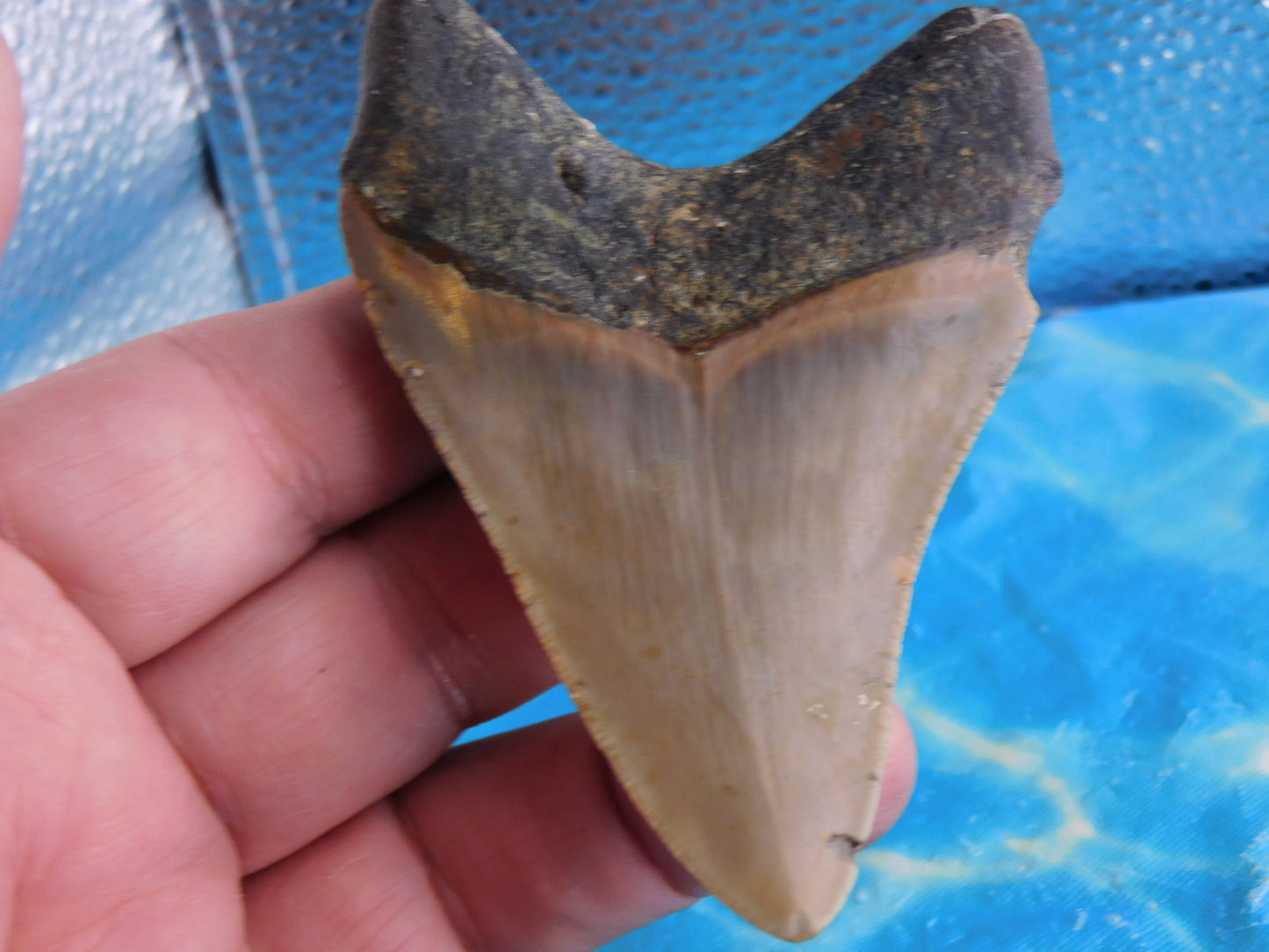 3.5 inch Megalodon Tooth