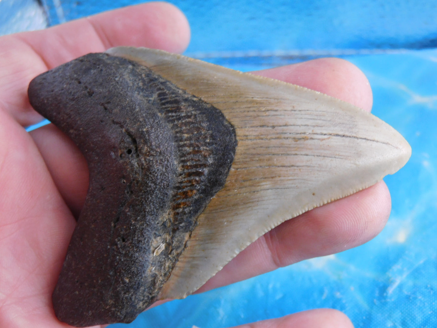3.5 inch Megalodon Tooth
