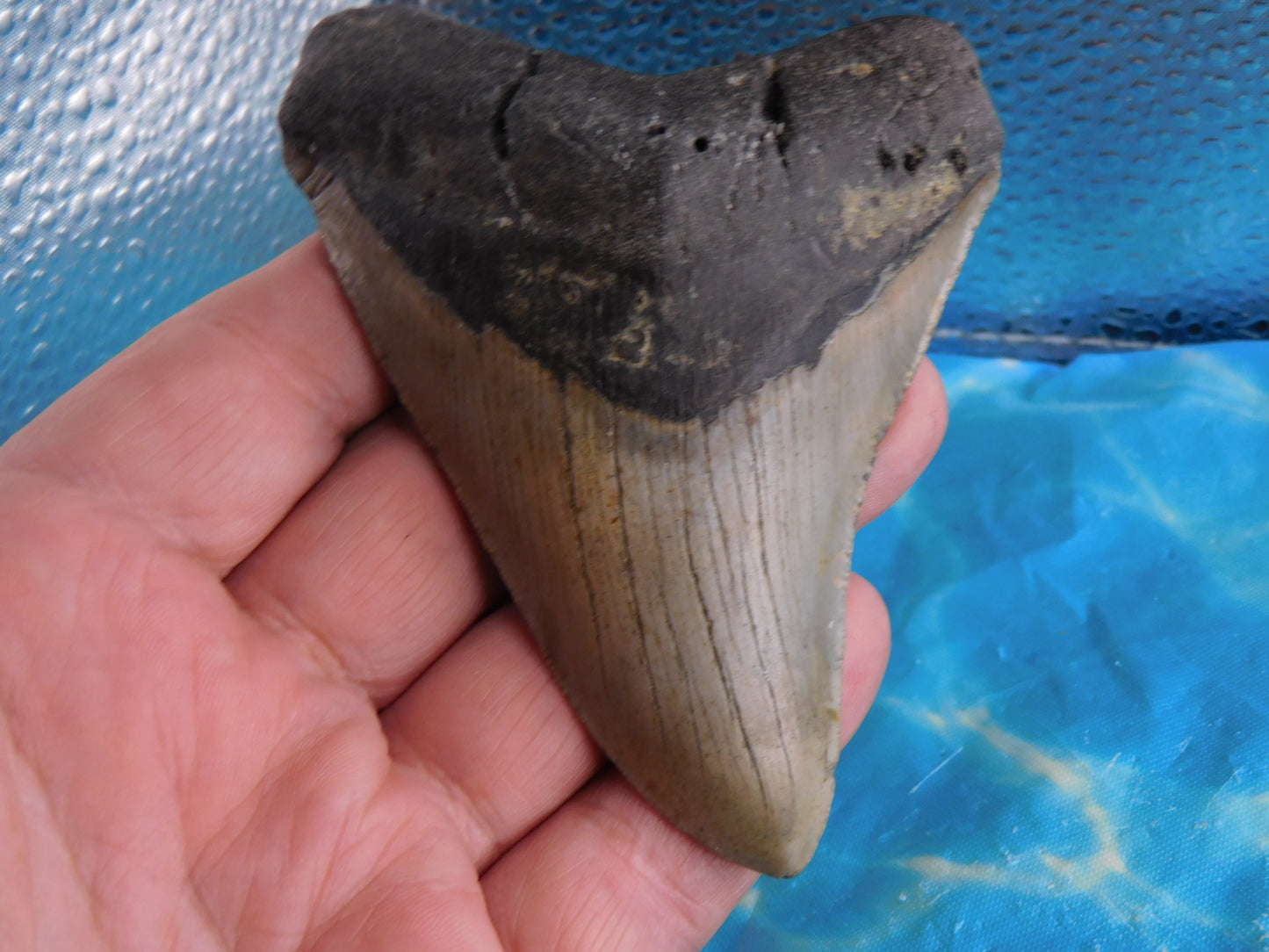 4.3 inch Megalodon Tooth