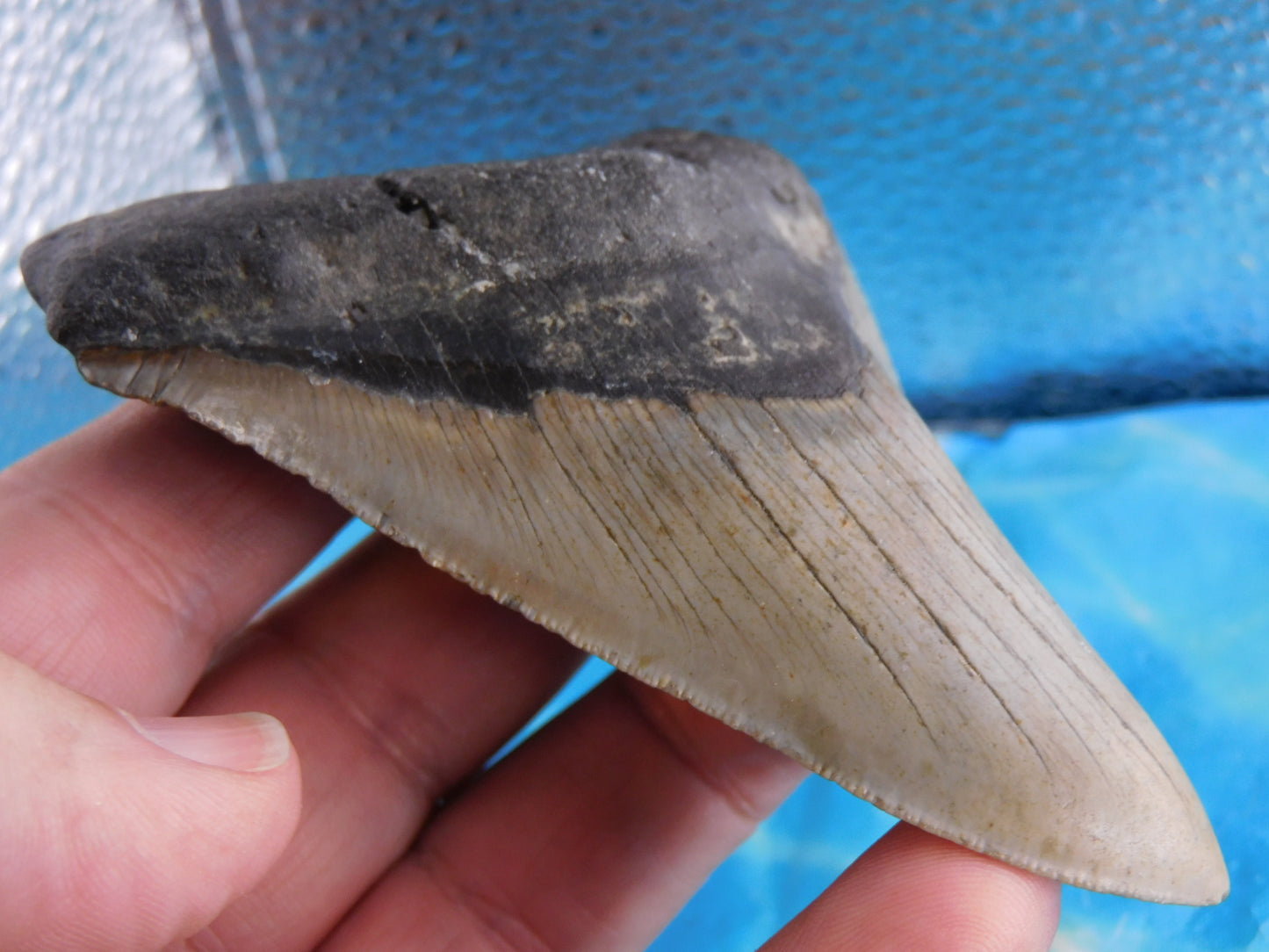 4.3 inch Megalodon Tooth