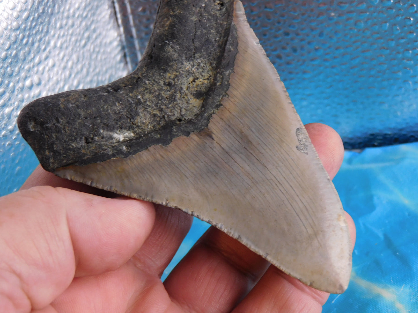 4.3 inch Megalodon Tooth