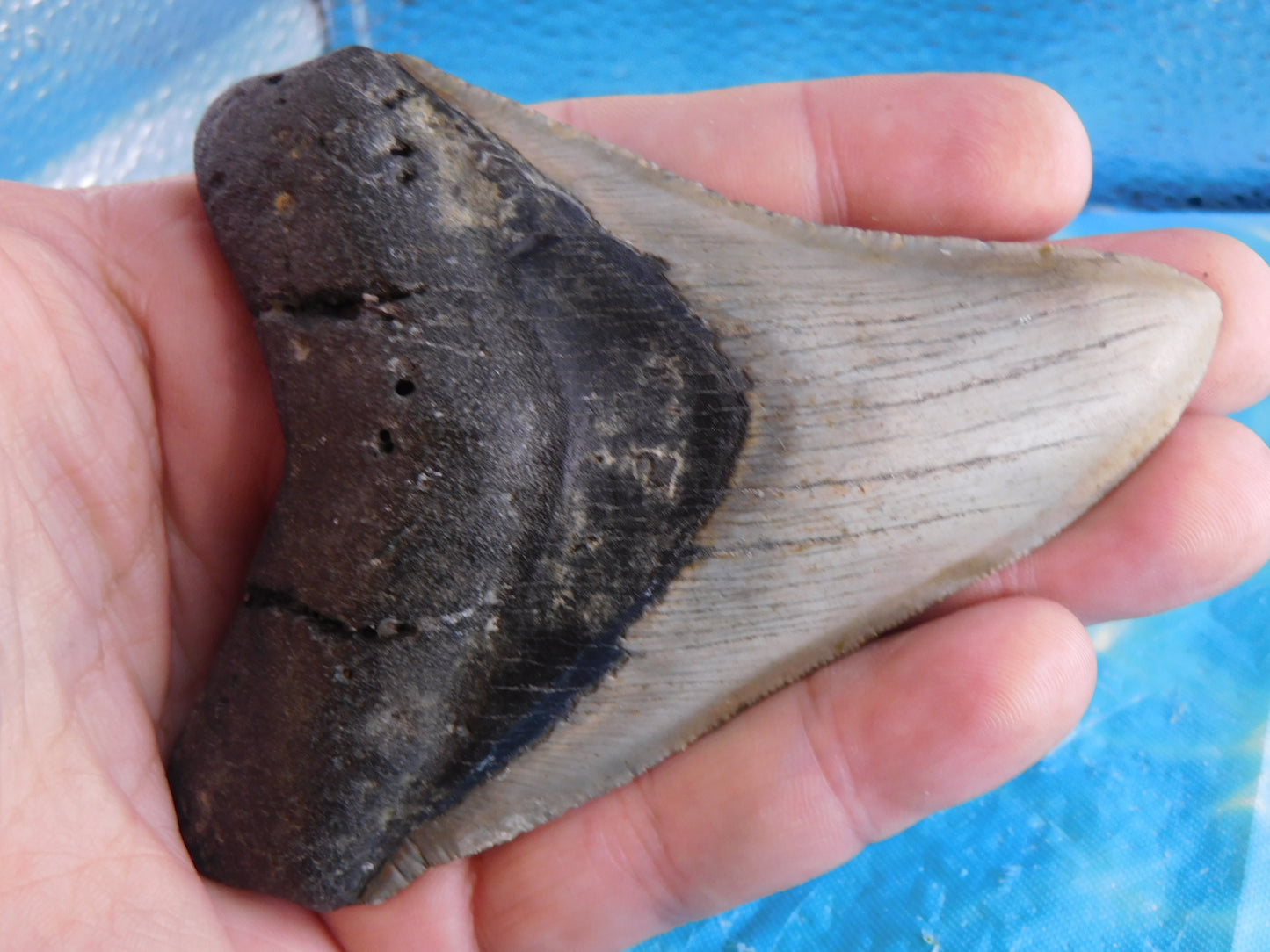 4.3 inch Megalodon Tooth