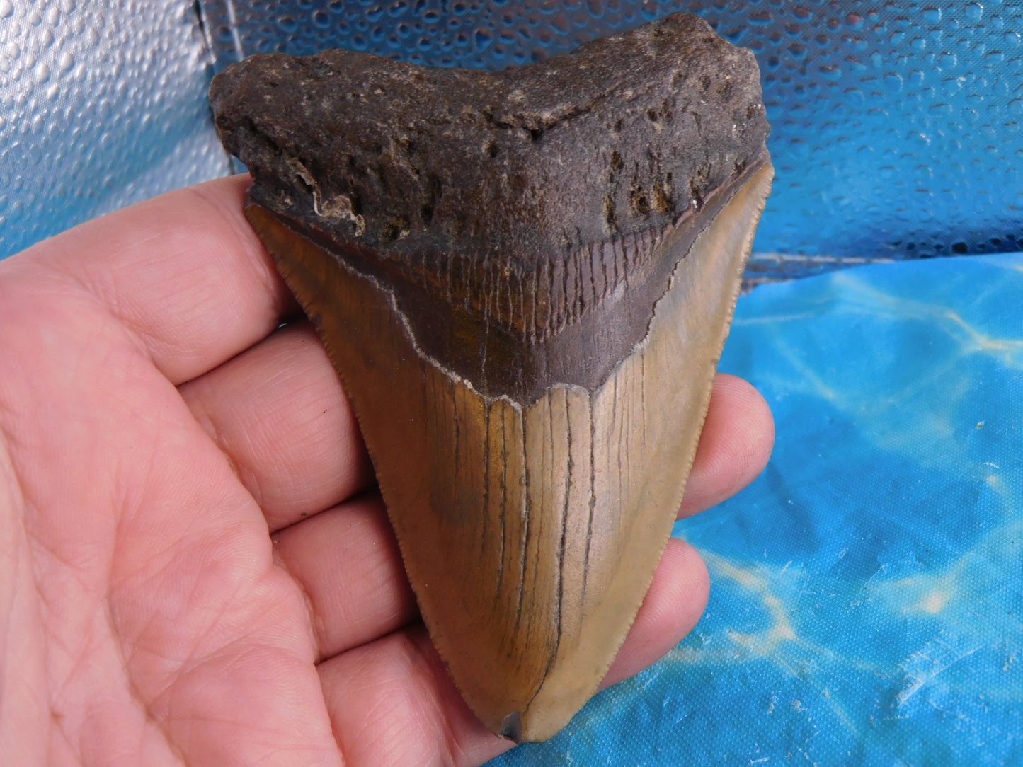 4.1 inch Megalodon Tooth