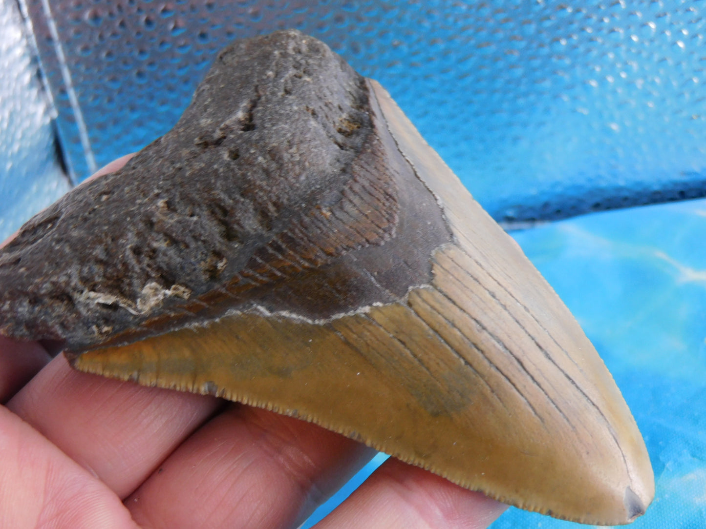 4.1 inch Megalodon Tooth