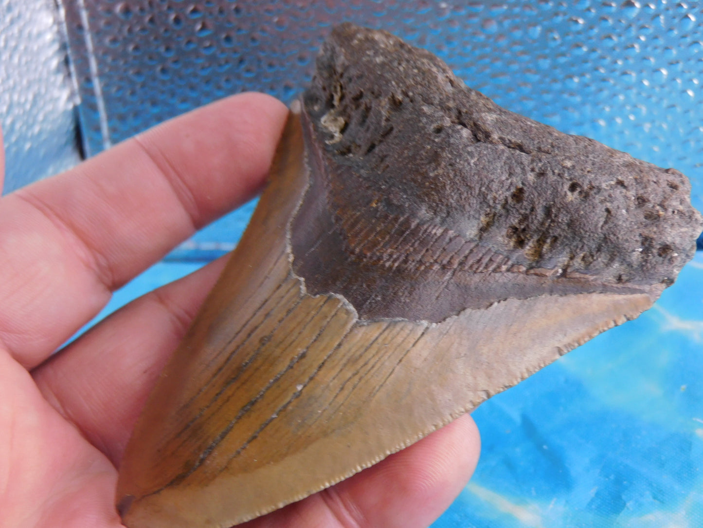 4.1 inch Megalodon Tooth