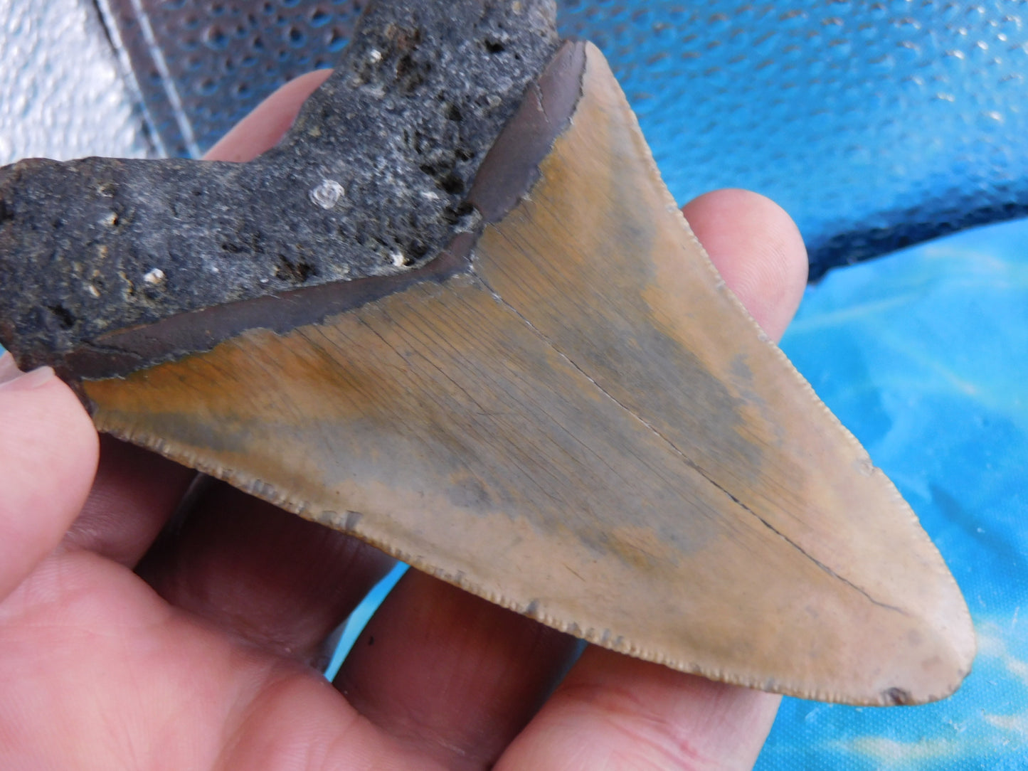 4.1 inch Megalodon Tooth