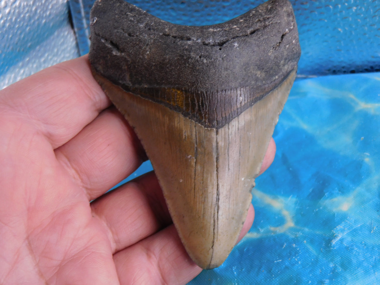 4.2 inch Megalodon Tooth