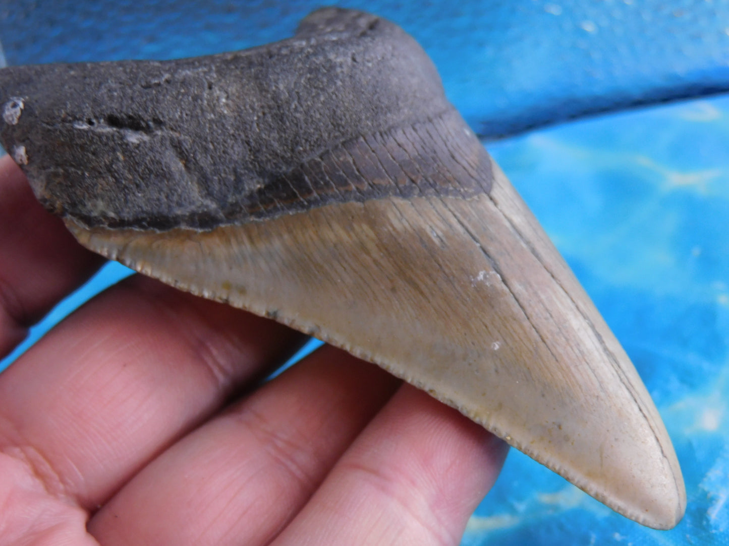 4.2 inch Megalodon Tooth
