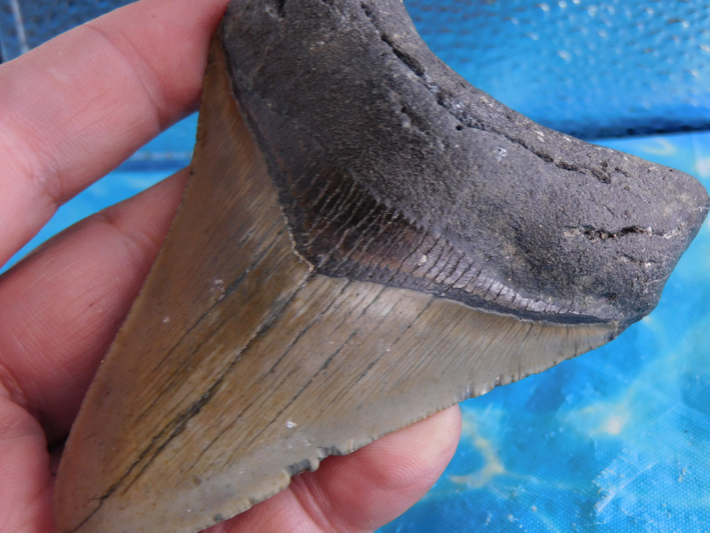 4.2 inch Megalodon Tooth