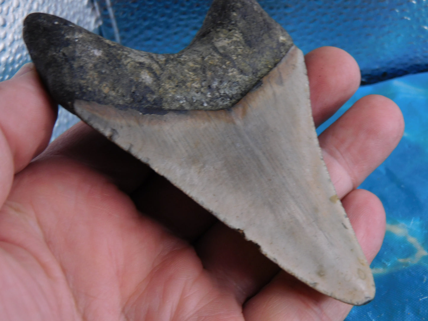 4.2 inch Megalodon Tooth