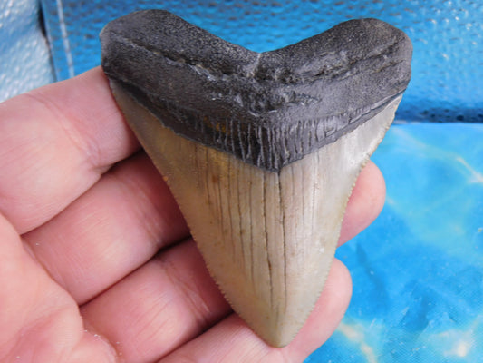 3.1 inch Megalodon Tooth