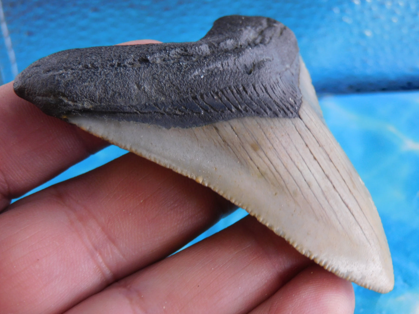 3.1 inch Megalodon Tooth