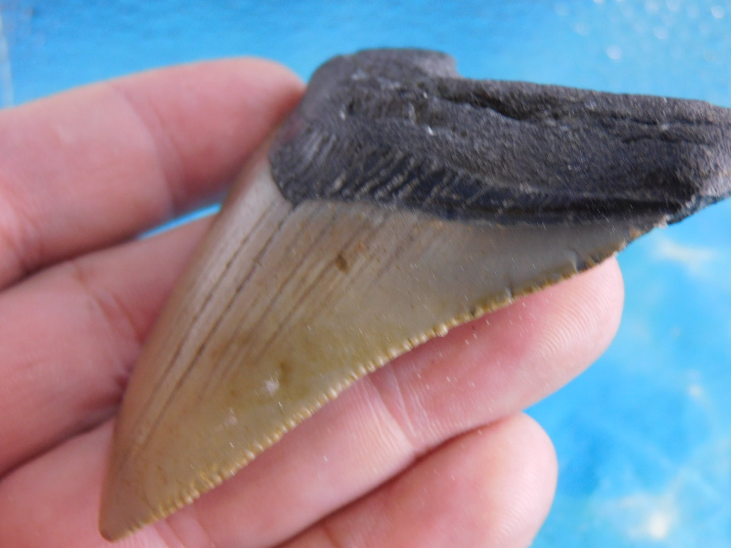 3.1 inch Megalodon Tooth