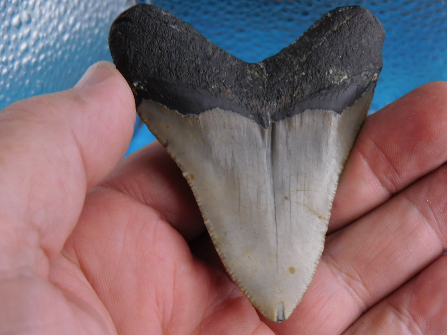 3.1 inch Megalodon Tooth