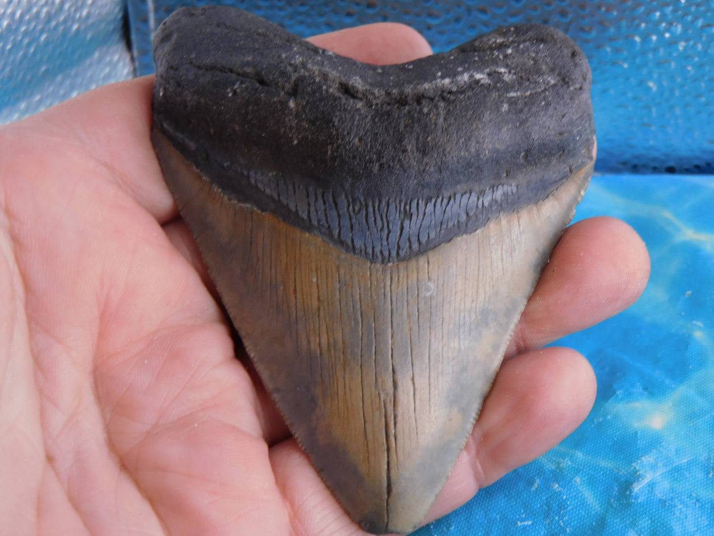 3.94 inch Megalodon Tooth