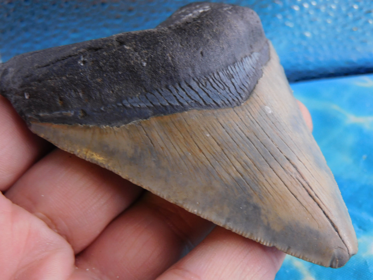 3.94 inch Megalodon Tooth