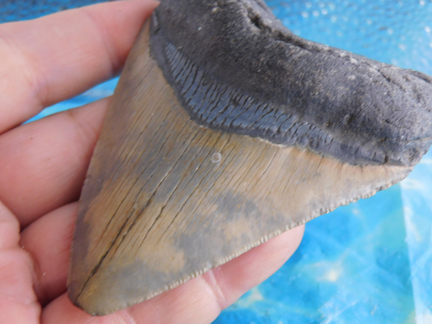 3.94 inch Megalodon Tooth