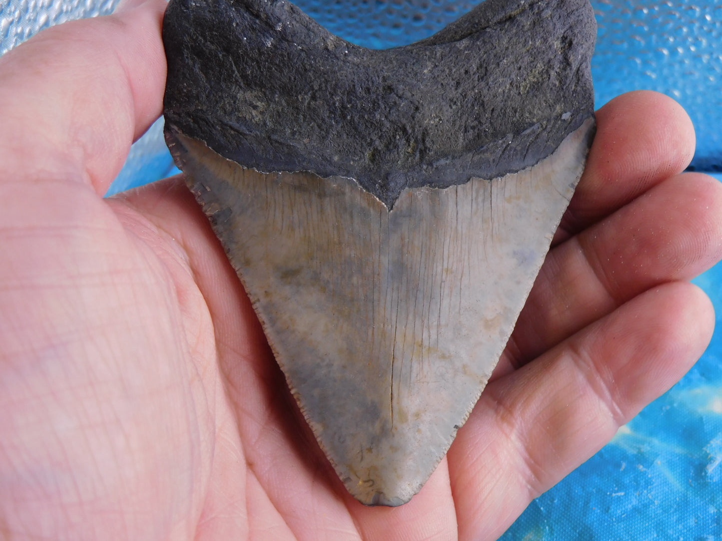 3.94 inch Megalodon Tooth
