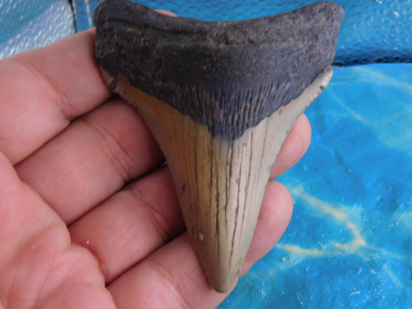 3.3 inch Megalodon Tooth