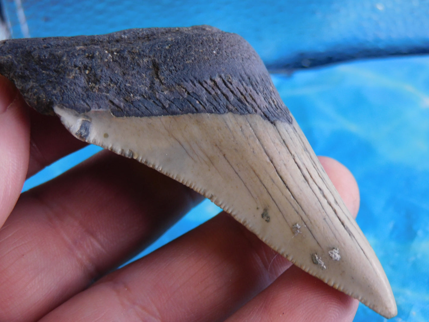 3.3 inch Megalodon Tooth