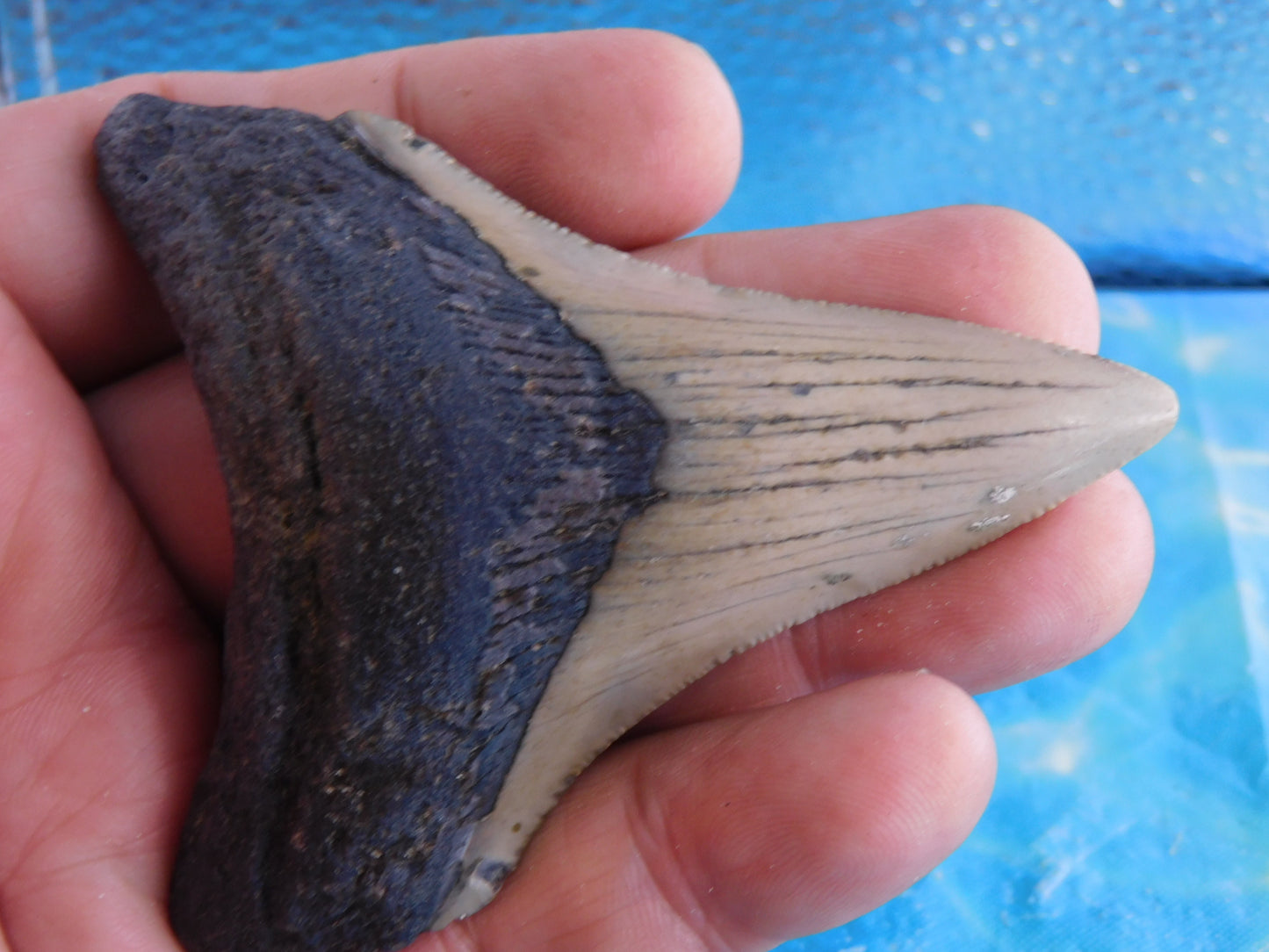 3.3 inch Megalodon Tooth