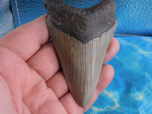 3.86 inch Megalodon Tooth