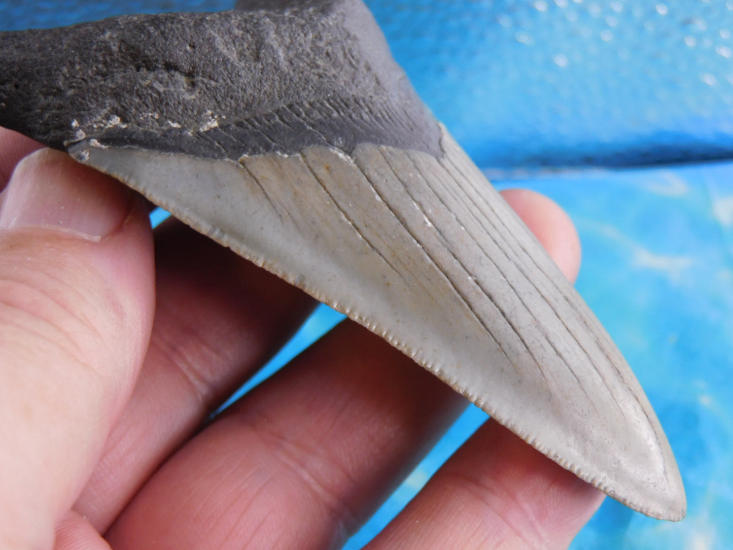 3.86 inch Megalodon Tooth